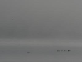 Enten im Nebel, Bellus-Stausee, Spanien foto