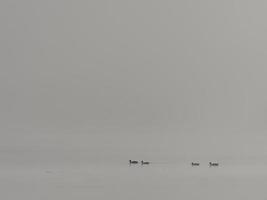 Enten im Nebel, Bellus-Stausee, Spanien foto