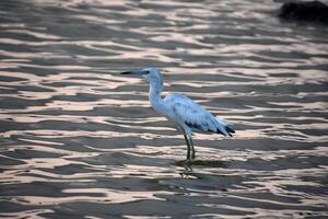 dreifarbig Reiher waten im flach Ozean Wasser foto