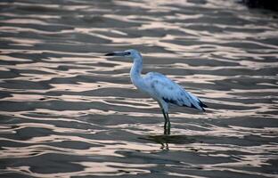 Herrlich dreifarbig Reiher Stehen im flach Wasser foto