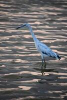 dreifarbig Reiher Vogel während das golden Stunde foto