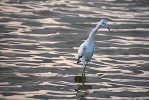 Reiher mit ein lange Schnabel im flach Wasser foto