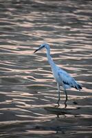 auffällig Reiher waten im flach Wasser foto