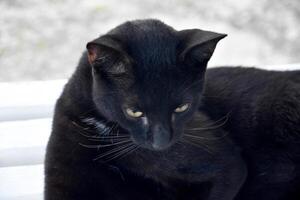 seidig schwarz Katze ruhen im das Hitze von das Tag foto