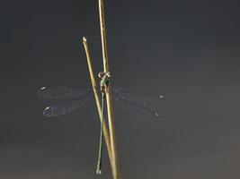 damselfly in einigen büschen, in der nähe von almansa, spanien foto