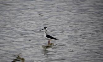 schwarz Hals Stelze Vogel Stehen im flach Wasser foto