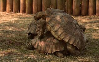 Paarung angespornt Schildkröten beschützend foto