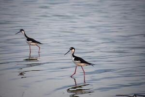 spazieren gehen schwarz Hals Stelze Strandläufer Vögel foto