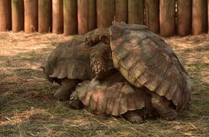 Paar von Paarung angespornt Schildkröten foto