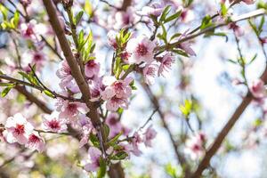 Pfirsich Blume im Frühling 18 foto