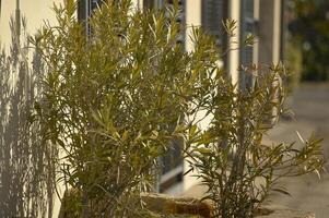 Oleanderpflanze als Zierpflanze foto