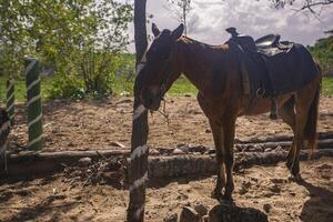 Pferd müde in einer Palme foto