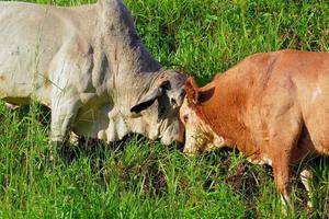 Nahaufnahme von Ochsen, die auf der grünen Wiese im landwirtschaftlichen Bereich grasen. landwirtschaftliche Produktion von Rindern foto