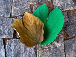 Nahaufnahme von trockenem Blatt und grünem Blatt mit Steinfliesen als Hintergrund foto