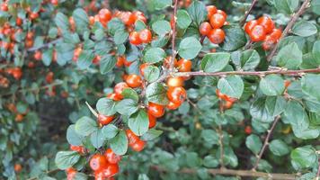 Weihnachtshintergrund rote Beere im Garten foto