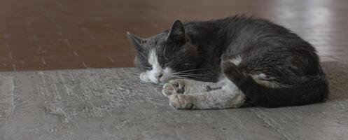 streunend Katze schlafend auf Jahrgang Fußboden foto