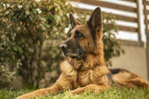 Deutsche Schäfer Hund im Wiese foto