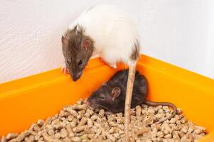 zwei Ratten im ein Orange Schüssel mit Haustier Lebensmittel. Haustier Pflege und Fütterung Konzept. foto