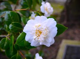 unglaublich schön Weiß Kamelie, Kamelie japonica nobilissima im blühen. foto