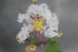 schließen oben Weiß Krepp Myrte oder Lagerstroämie Indica l. Blume Blühen mit verschwommen Hintergrund foto