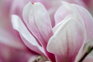 Magnolie Abonnieren Blumen mit Blütenblätter im das Frühling Jahreszeit. schön Rosa Magnolie Blumen im Frühling, selektiv Fokussierung. foto