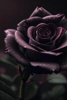 ein schwarz Rose mit lila Blütenblätter foto
