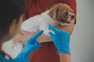 Nahansicht Schuss von Tierarzt Hände Überprüfung Hund durch Stethoskop im Tierarzt Klinik foto