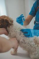 Nahansicht Schuss von Tierarzt Hände Überprüfung Hund durch Stethoskop im Tierarzt Klinik foto
