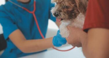 Nahansicht Schuss von Tierarzt Hände Überprüfung Hund durch Stethoskop im Tierarzt Klinik foto