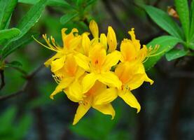 Rhododendron Pflanze Blüte, Gelb Blumen. Frühling mit üppig Hintergrund. foto