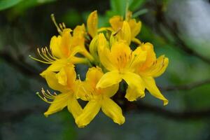 Rhododendron Pflanze Blüte, Gelb Blumen. Frühling mit üppig Hintergrund. foto