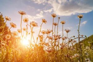 schön Feld mit Weiß Gänseblümchen Blume Hintergrund. hell Kamille oder Kamille Wiese. Sommer- im das Garten. foto