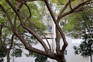 Gebäude und Strukturen im tel aviv gegen das Hintergrund von Geäst und Blätter von hoch Bäume. foto