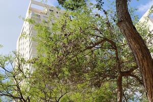 Gebäude und Strukturen im tel aviv gegen das Hintergrund von Geäst und Blätter von hoch Bäume. foto