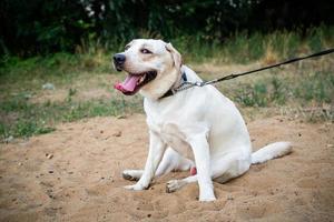 ein weißer Labrador, der in einem Sommerfeld spaziert. foto