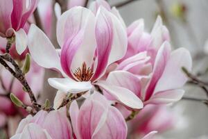 Magnolie Abonnieren Blumen mit Blütenblätter im das Frühling Jahreszeit. schön Rosa Magnolie Blumen im Frühling, selektiv Fokussierung. foto