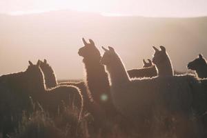 Gruppe von Lamas in der Steppe foto