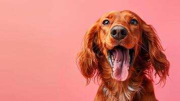 irisch Setter, wütend Hund entblößt es ist Zähne, Studio Beleuchtung Pastell- Hintergrund foto