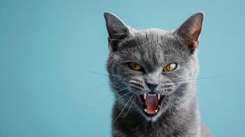 Russisch Blau, wütend Katze entblößt es ist Zähne, Studio Beleuchtung Pastell- Hintergrund foto