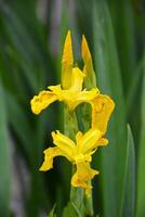 schließen oben von einer groß zart Gelb Iris Blume im ein sonnig Frühling Garten. foto