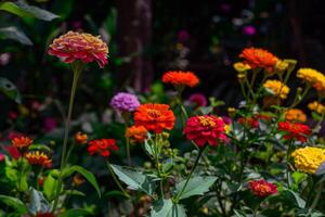 beschwingt Blumen Blühen im Garten, Einweichen oben das Sommer- Sonnenschein foto