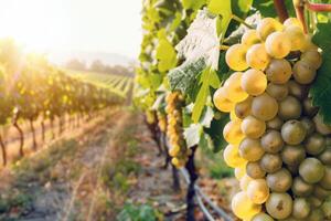 üppig Weinberg gebadet im Sonnenlicht mit reif Obst warten zu Sein geerntet im das Gipfel von Sommer- foto