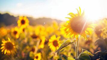 Sonnenblume Feld Dehnen wie weit wie das Auge siehe da, golden seof Blütenblätter schwankend im das Sommer- Brise foto