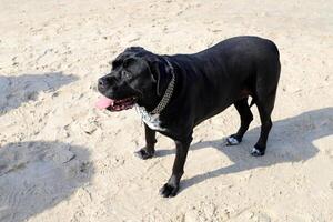 ein Hund auf ein gehen im ein Stadt Park auf das Ufer von das Mittelmeer Meer. foto