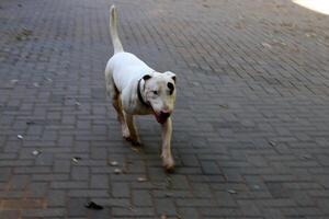 ein Hund auf ein gehen im ein Stadt Park auf das Ufer von das Mittelmeer Meer. foto