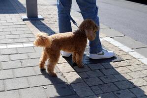 ein Hund auf ein gehen im ein Stadt Park auf das Ufer von das Mittelmeer Meer. foto