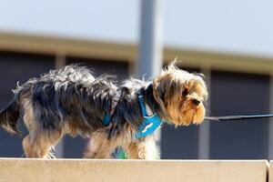 ein Hund auf ein gehen im ein Stadt Park auf das Ufer von das Mittelmeer Meer. foto