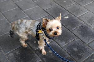 ein Hund auf ein gehen im ein Stadt Park auf das Ufer von das Mittelmeer Meer. foto