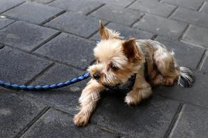 ein Hund auf ein gehen im ein Stadt Park auf das Ufer von das Mittelmeer Meer. foto