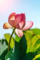 ein Rosa Lotus Blume schwankt im das Wind. gegen das Hintergrund von ihr Grün Blätter. Lotus Feld auf das See im natürlich Umfeld. foto